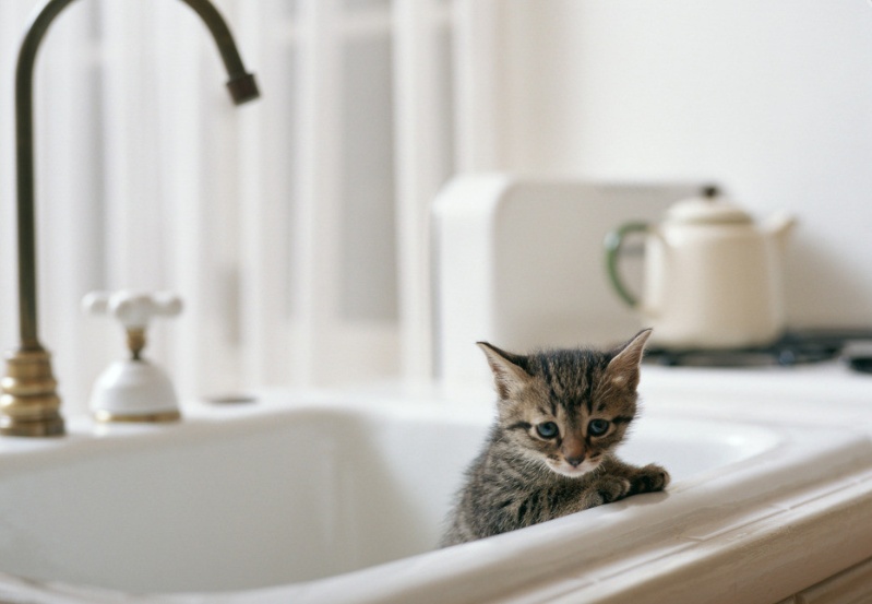 猫癣百科,猫癣科普