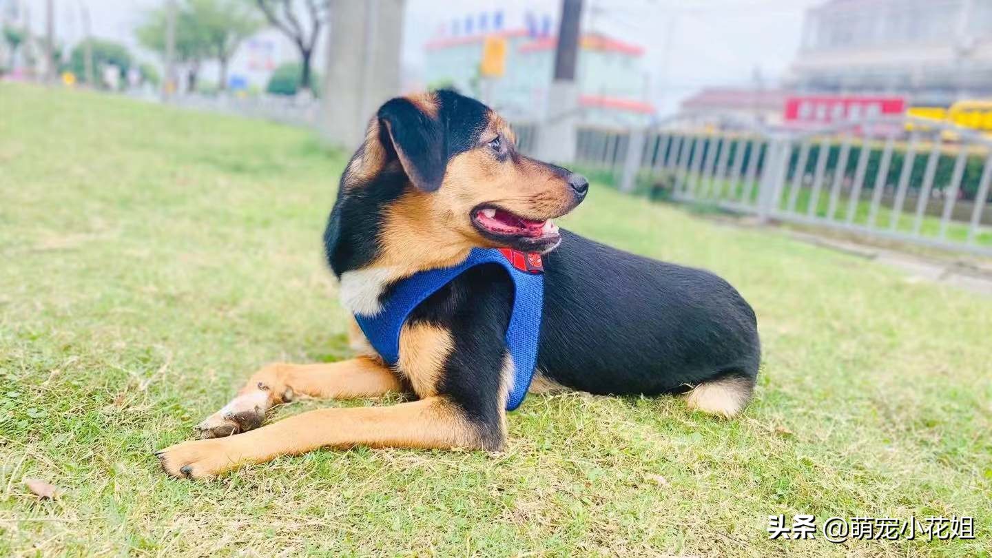 狗狗癫痫无法确诊,辟谣狗狗真的不能喝牛奶吗