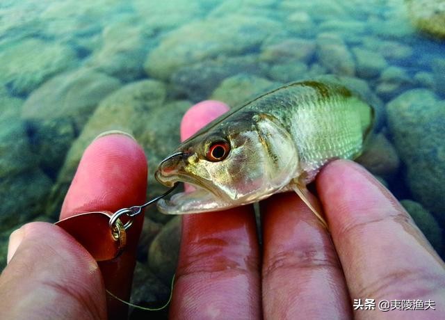 路亚钓马口的技巧和方法,怎样才能钓马口钓得多又快