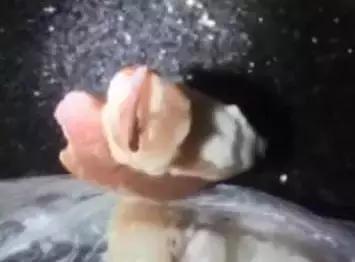 猪肉里发现虫子,猪肉里面有虫子取出来全过程