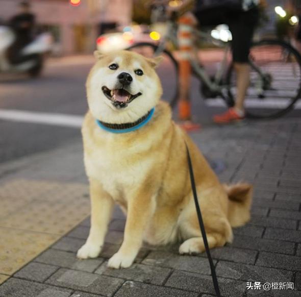 日本网红柴犬Marutaro日常生活治愈万千粉丝