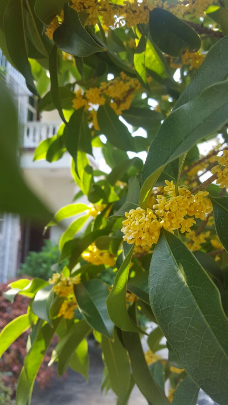小说《本次列车开往杭州》
