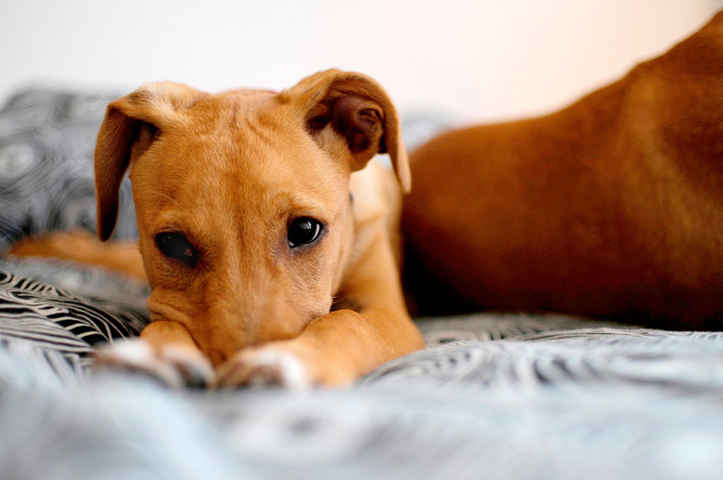 狗狗总是早上4.5点叫唤怎么办,狗狗一碰就疼叫唤没有外伤咋回事