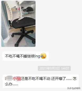 突然养猫了很焦虑,自从接了一只猫回家