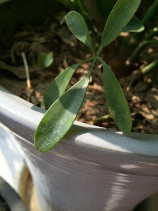 养花发黄,养花个别叶子干枯