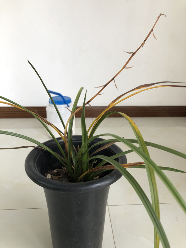 兰花黄叶枯萎的原因和解决方法,兰花叶片发黄原因及解决方法