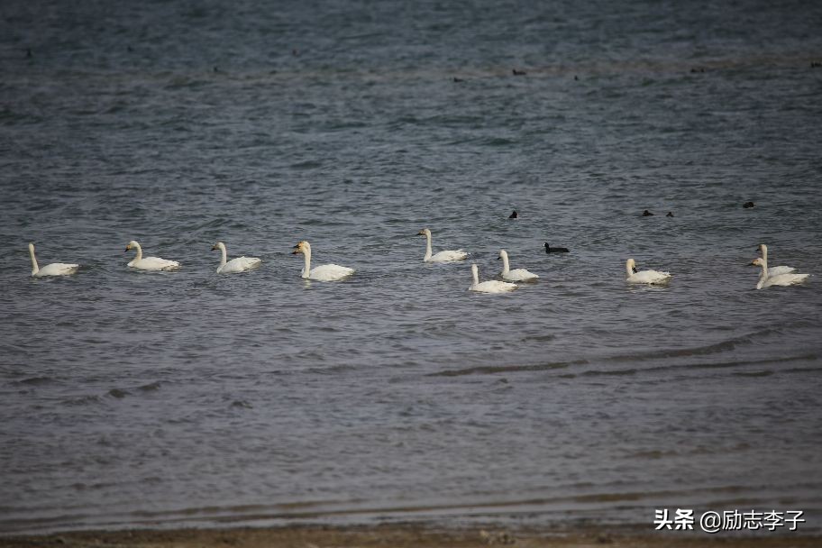 宁夏候鸟,候鸟监测简报