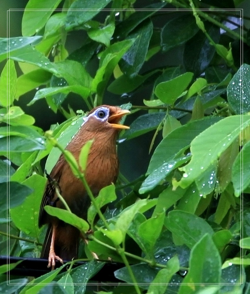 画眉鸟能活多少年龄,画眉鸟能活多少年呢