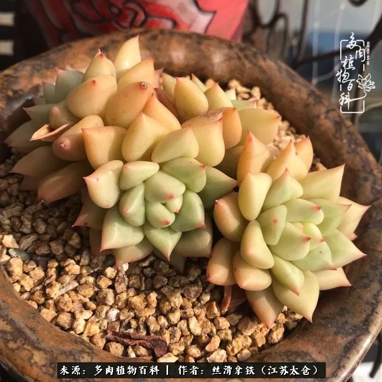 秋叶将落,秋叶即将落下你依然美丽