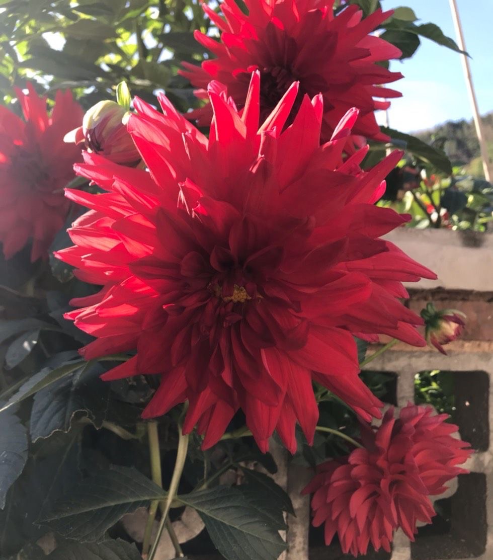 养大丽花的风水禁忌图片,养大丽花要多大的盆