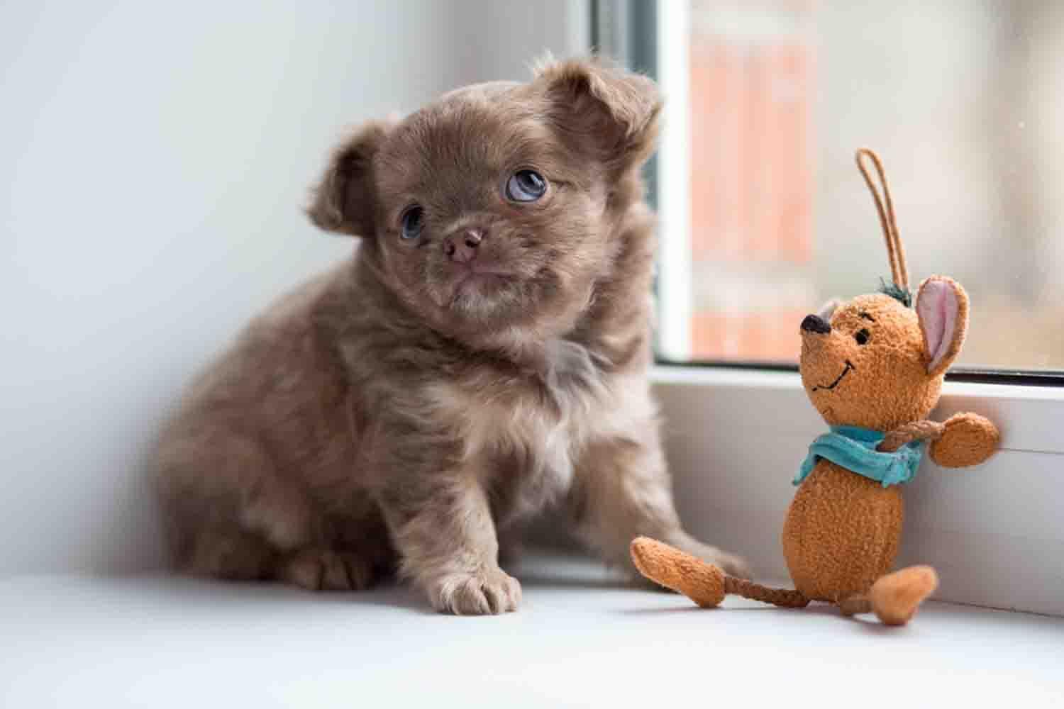 茶杯犬是个啥样,什么样的狗能成为茶杯犬