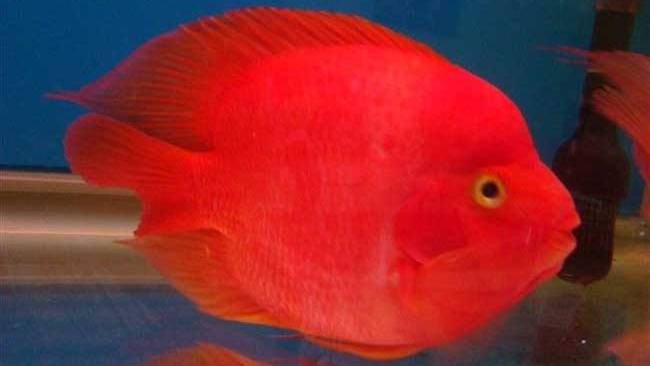 慈鲷品种,慈鲷类型