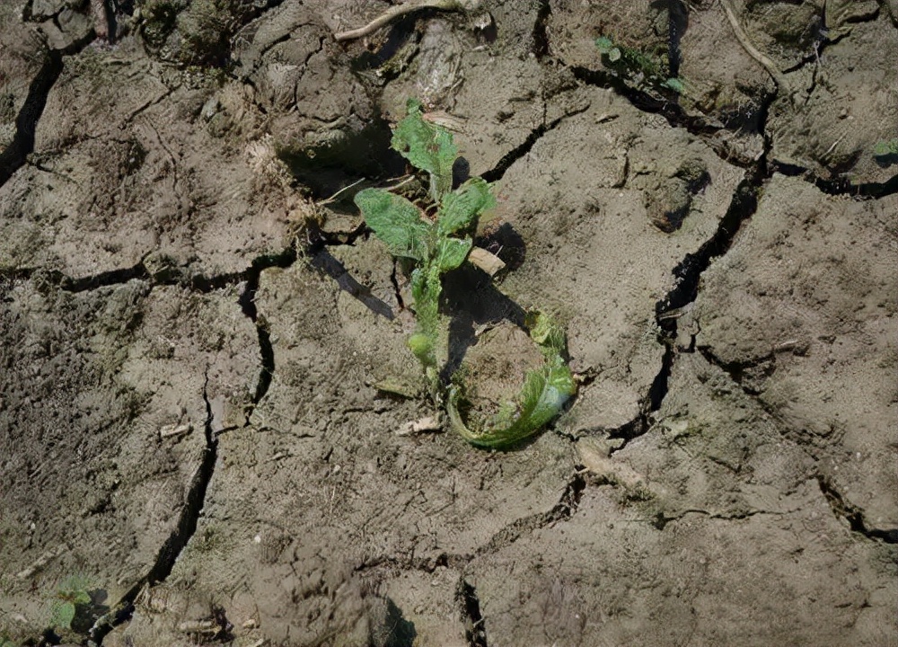 土壤太咸作物遭殃盐渍化咋解决,土壤盐渍化怎么办