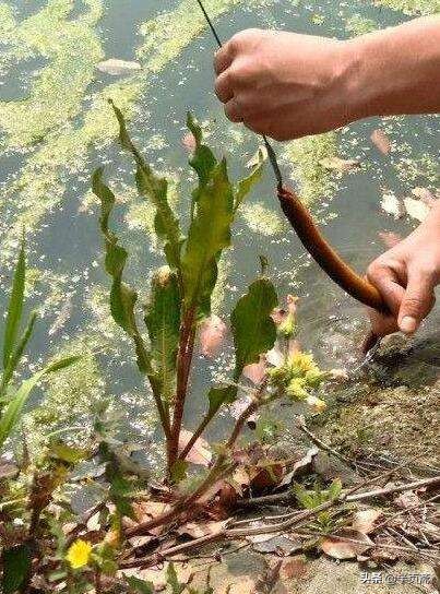 钓黄鳝的视频最新,黄鳝钓法口诀大全