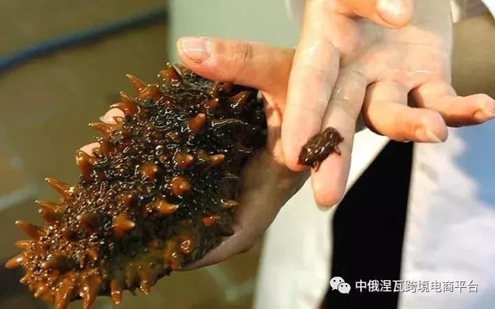 俄罗斯海参怎么分参龄,俄罗斯的海参好还是辽参好
