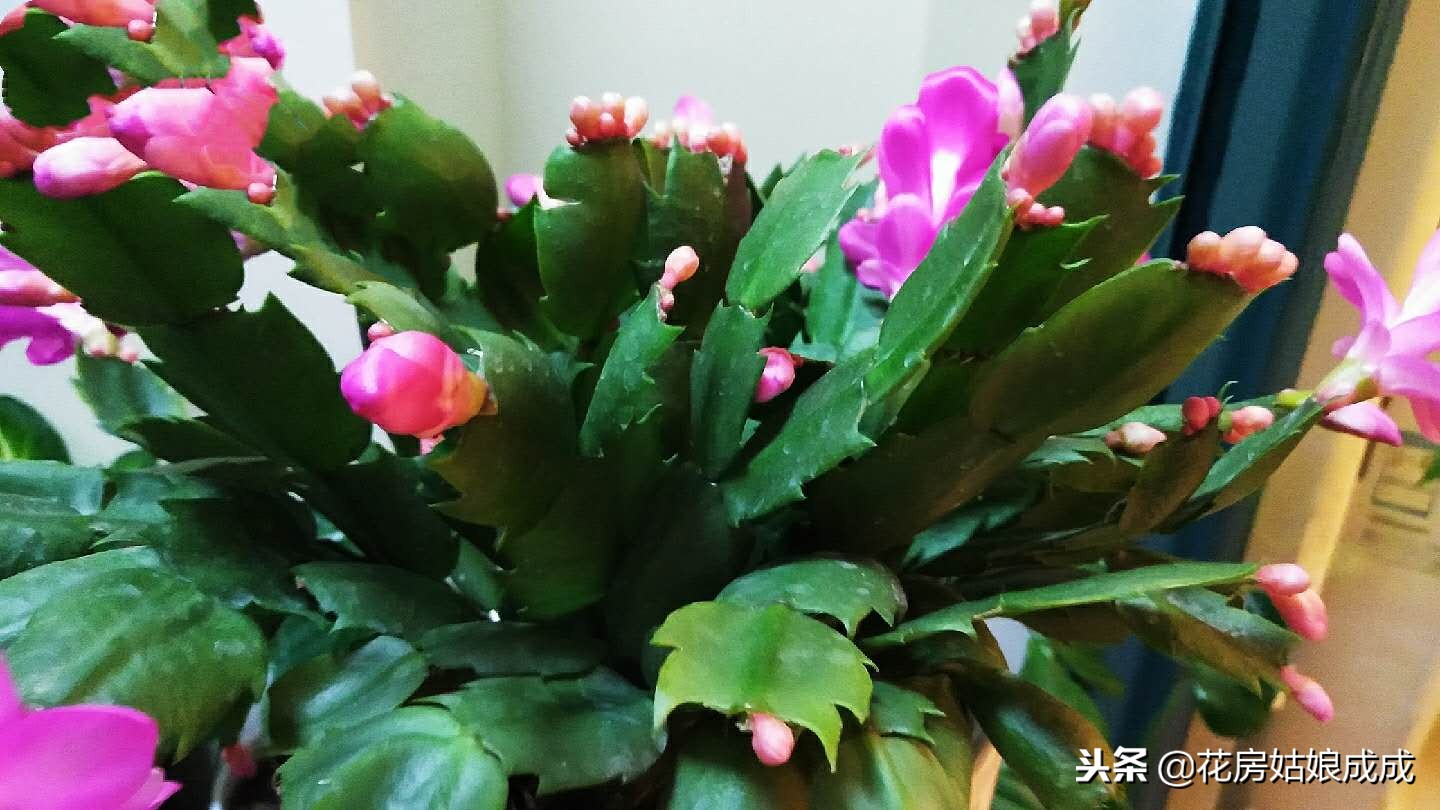 蟹爪兰谢花后怎么养,蟹爪兰花谢后怎么快速开花