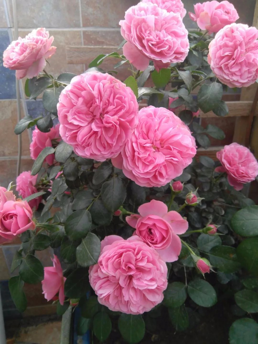 一棵粉达，撑起一座花园的一个春天