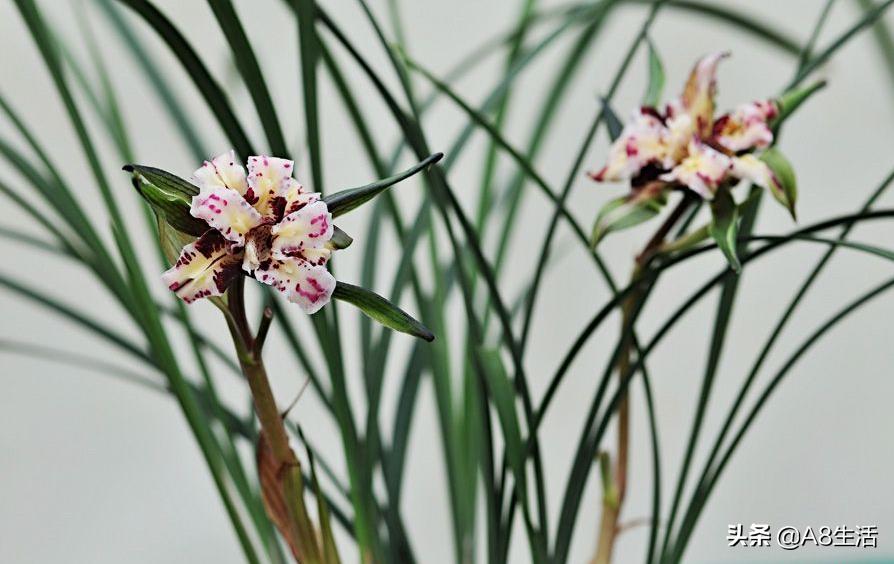 中国兰花名品录,春兰兰花名品大全