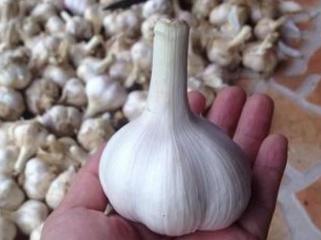 剥大蒜有妙招,剥大蒜怎样剥才能剥得快