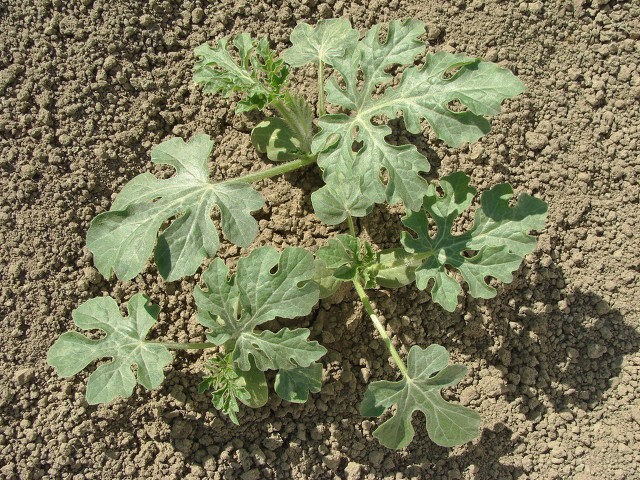 西瓜苗期浇水多了怎么补救,西瓜施水管理