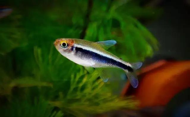 灯鱼草缸造景教程,草缸造景养什么鱼