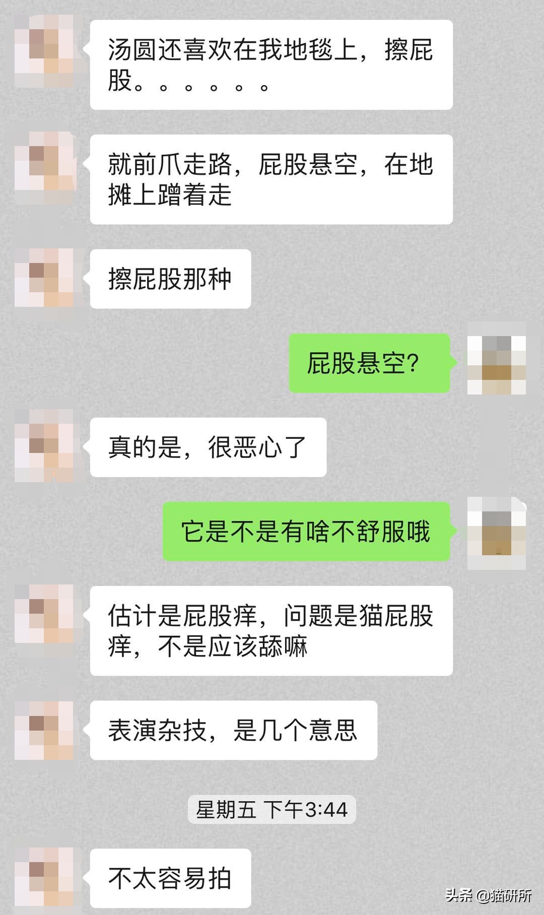 猫咪弓形虫对猫的危害,猫奴弓形虫