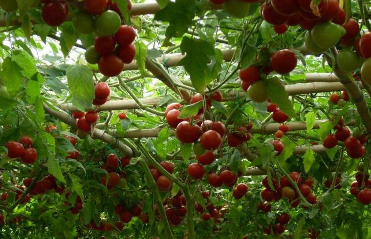 番茄育苗不发芽怎么办,番茄种植不打药方法