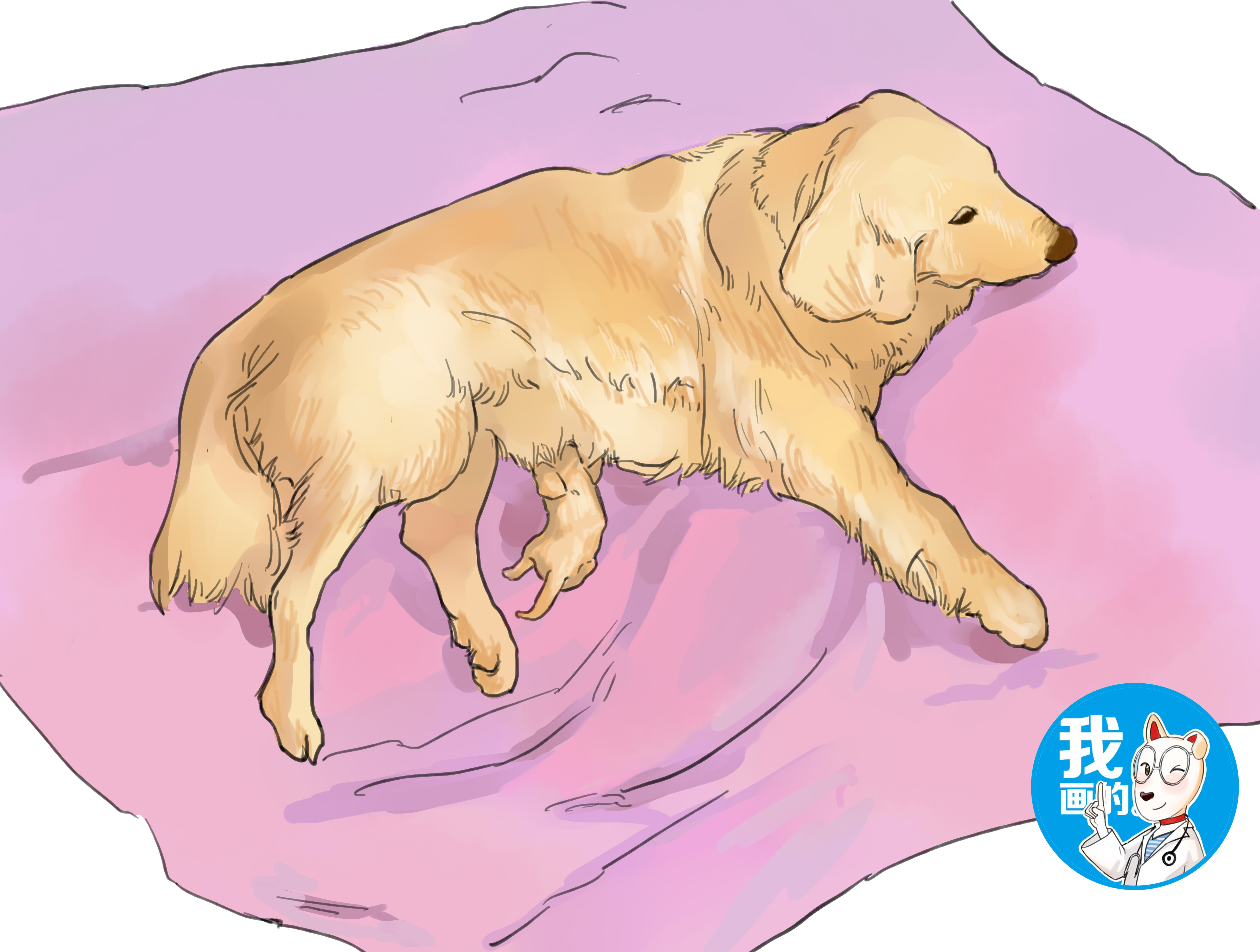 金毛产狗,金毛第一次产崽