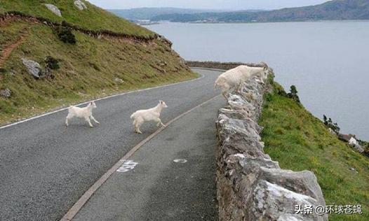 岩羊攀岩过程,42只岩羊攀爬