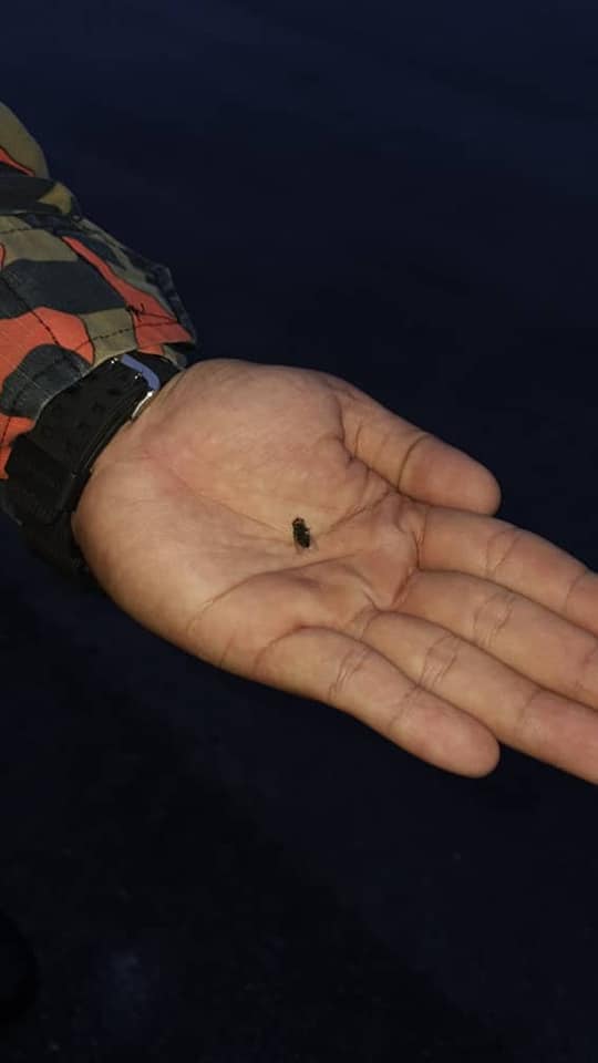 大马防火员接紧急报警称“野兽”被困，全副武装出警发现是只苍蝇