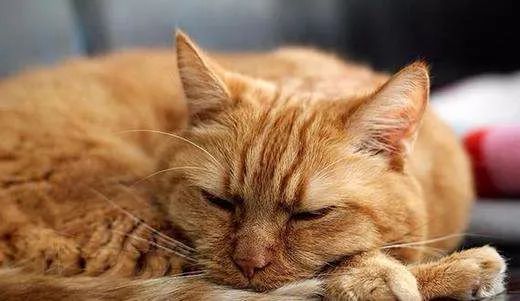 猫咪大喘气一般吃什么药,猫咪大喘气是不是猫瘟