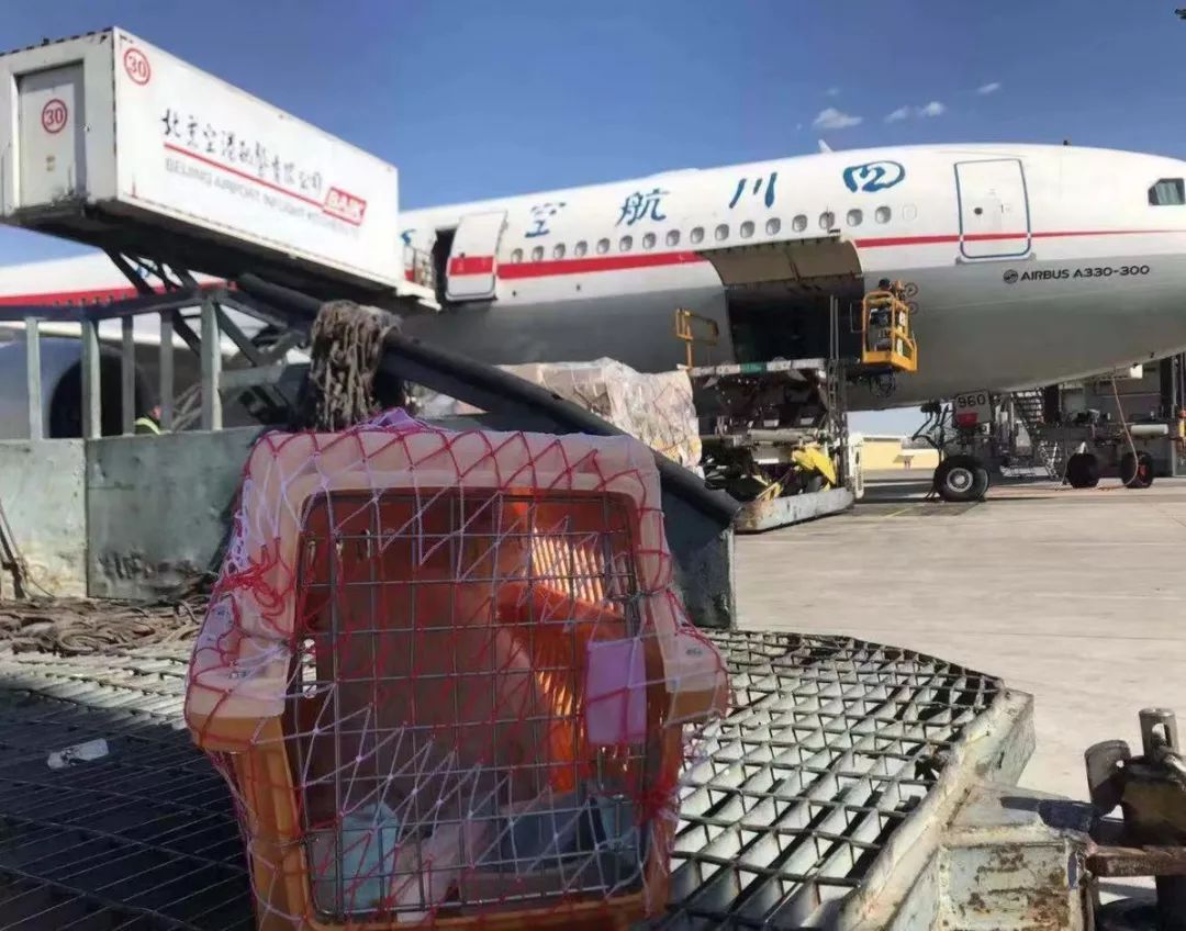 全国连锁宠物海陆空托运,猫咪托运攻略国外