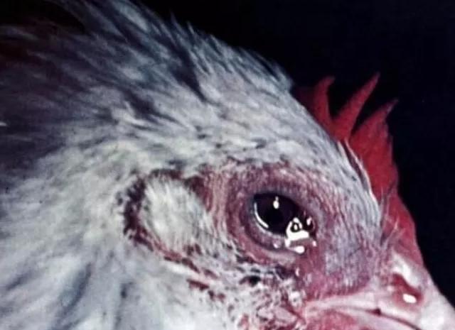 鸡流眼泪眼肿怎么治疗,鸡眼睛肿是什么病怎么治疗