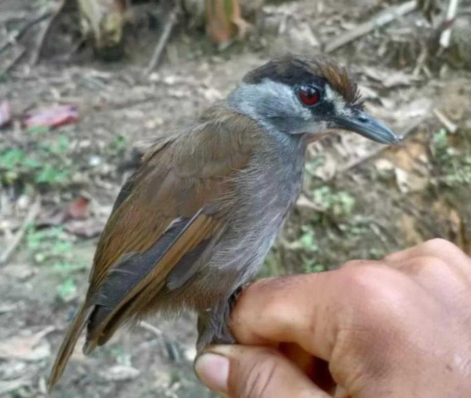 进化论错了,进化论图片被删了