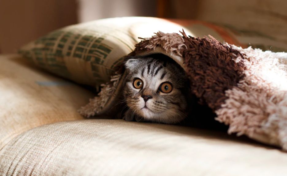 猫咪睡觉抽搐是怎么回事,猫咪睡觉时叫唤是做梦吗