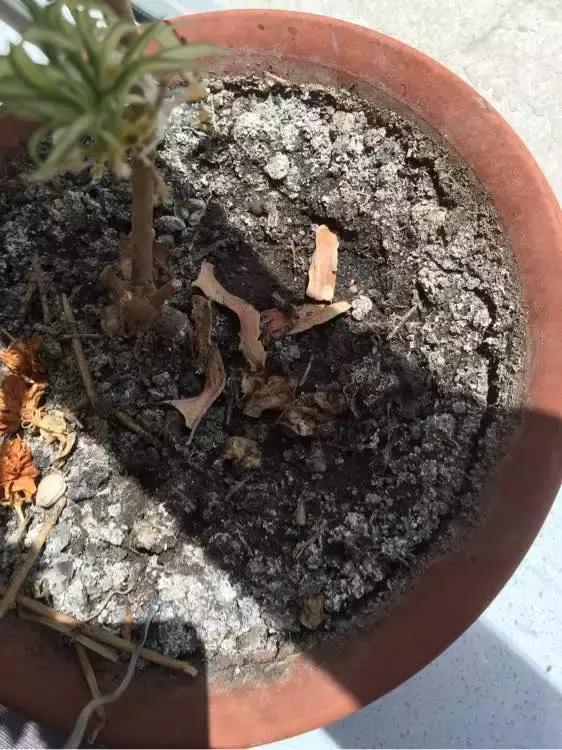 调整花土酸碱度用什么比较好,花土碱性大的原因和解决方法