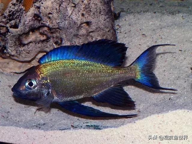 慈鲷蓝波,三湖慈鲷哪些值得养