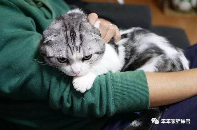 猫咪为什么半夜好像还会攻击主人,猫咪老是攻击人而且还不让摸