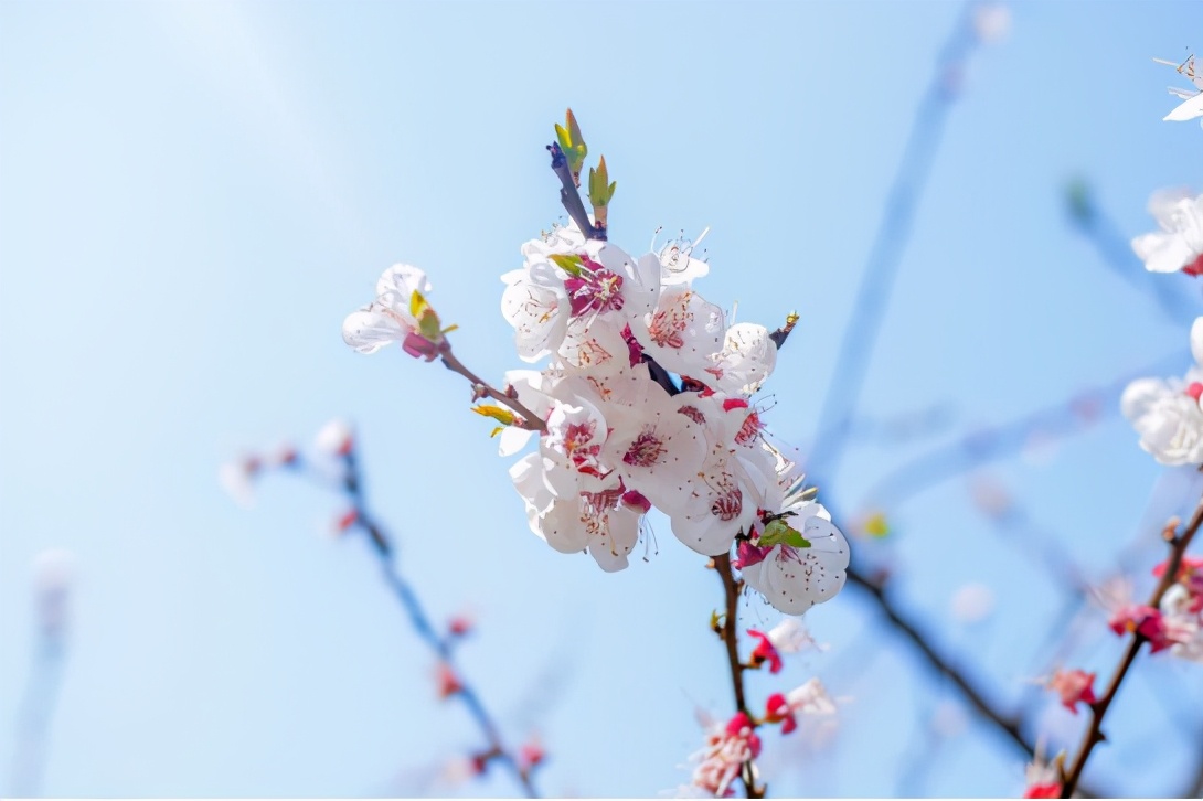 上海森林公园梅花园,上海腊梅