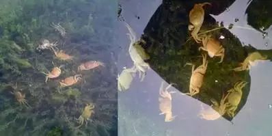 时间不等人！清明节将至：池塘里还有青苔的养殖户要抓紧处理了！