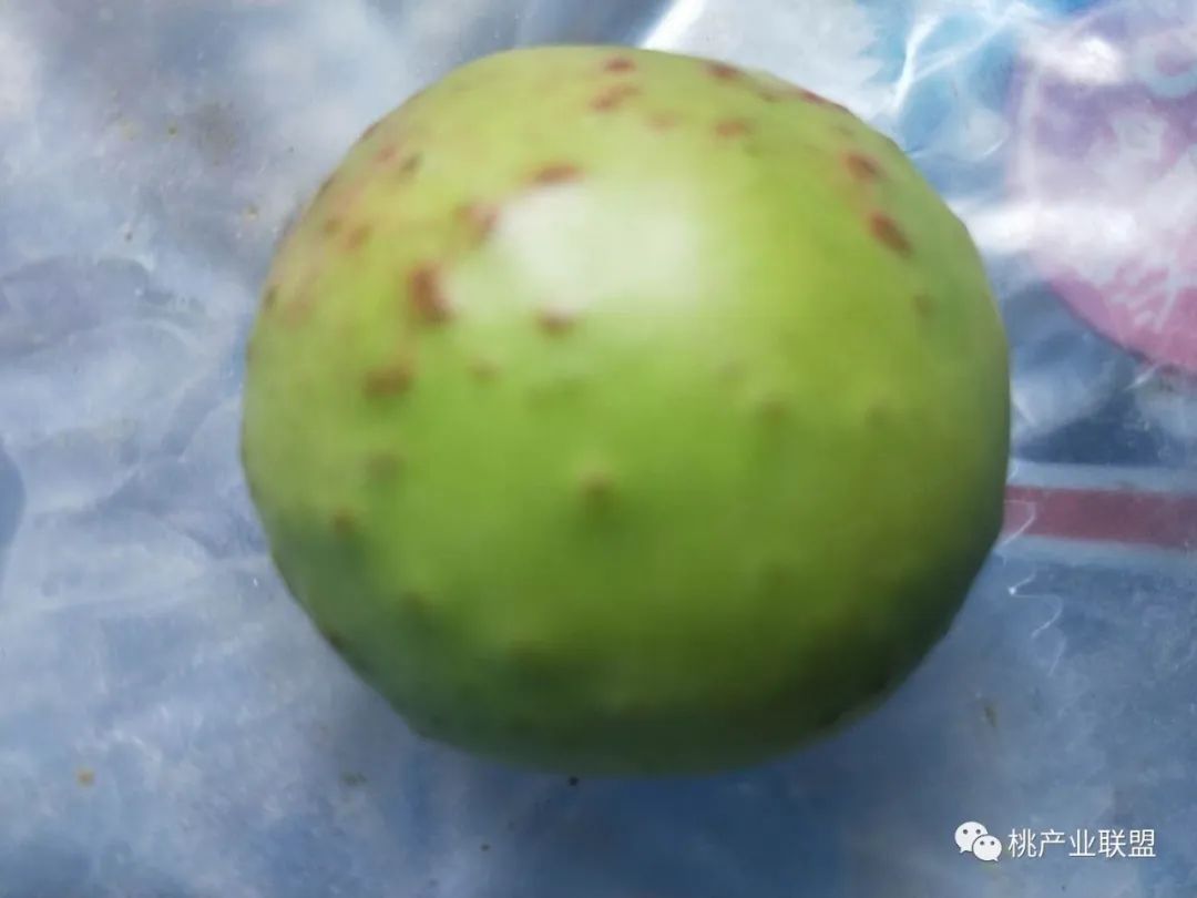 桃树幼果期是防治病虫害最重要的时期