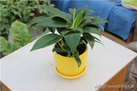 金钻为什么叫辟邪王,金钻蔓绿绒为什么叫辟邪王