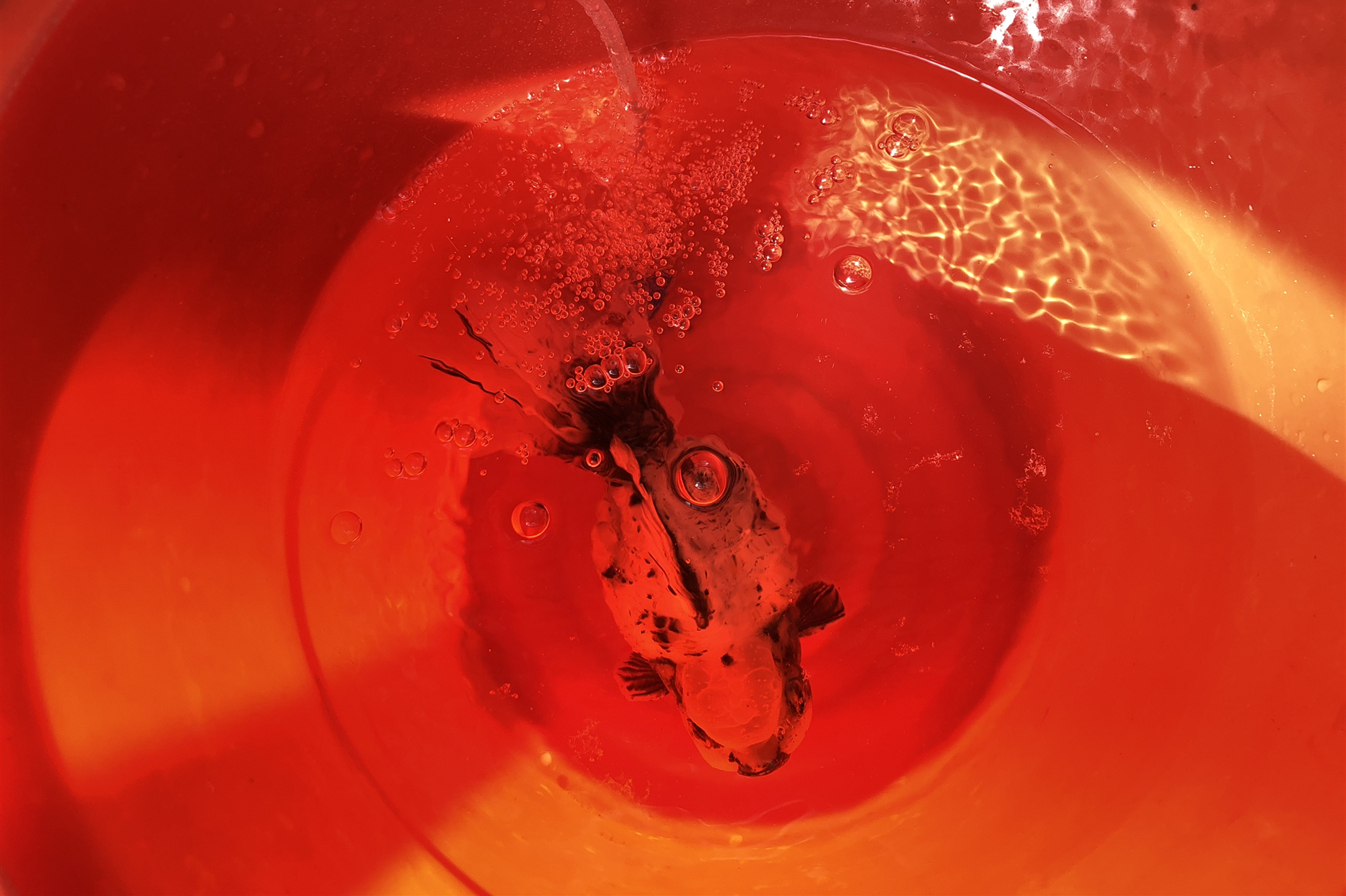 金鱼肚子变大炸鳞是怎么回事,金鱼突然胀肚子炸鳞怎么治疗