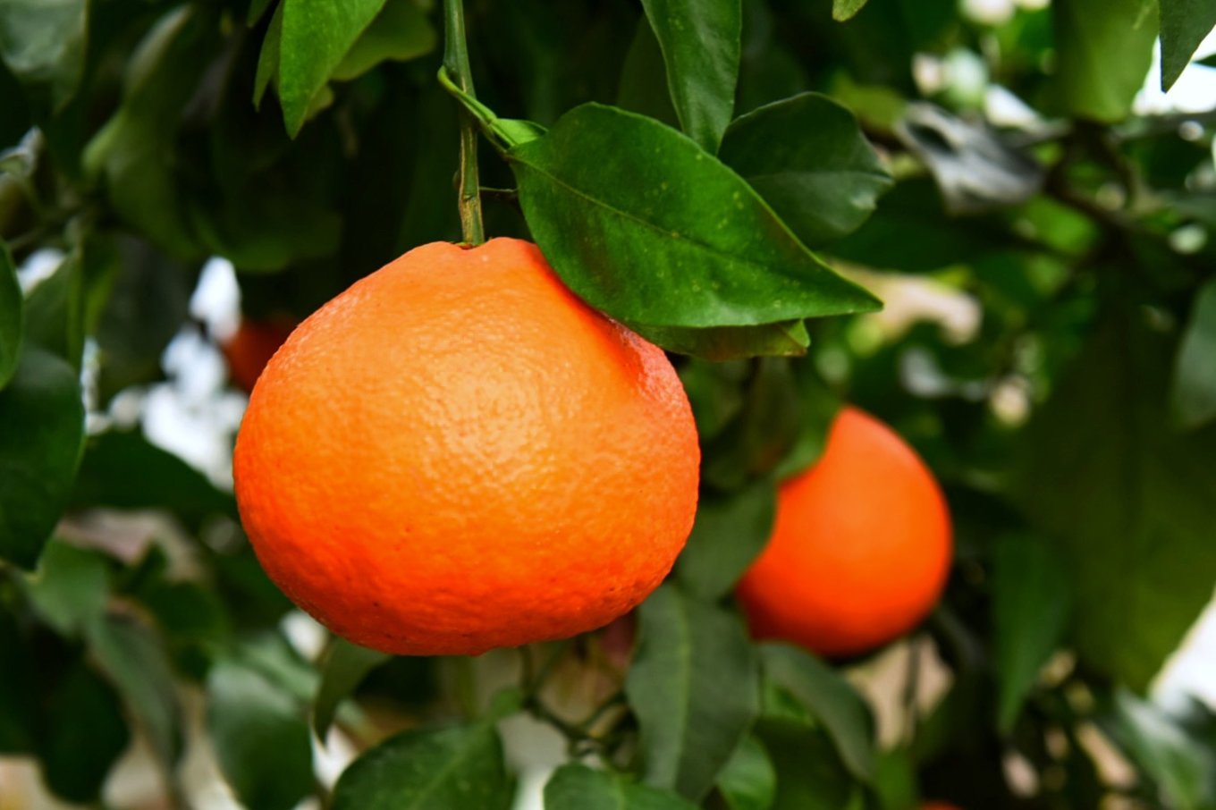 重庆市忠县柑橘园,柑橘之乡忠县