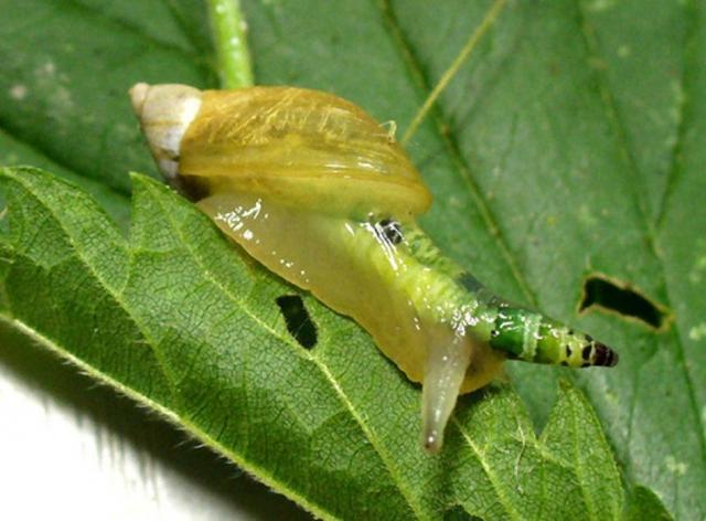 是敌是友一种很微妙的关系,是敌是友分不清的态势