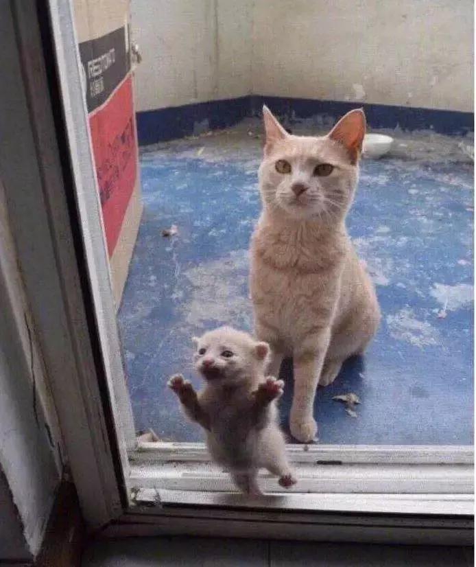 推荐养橘猫的6大原因,自从养了猫才知道它是那么粘人