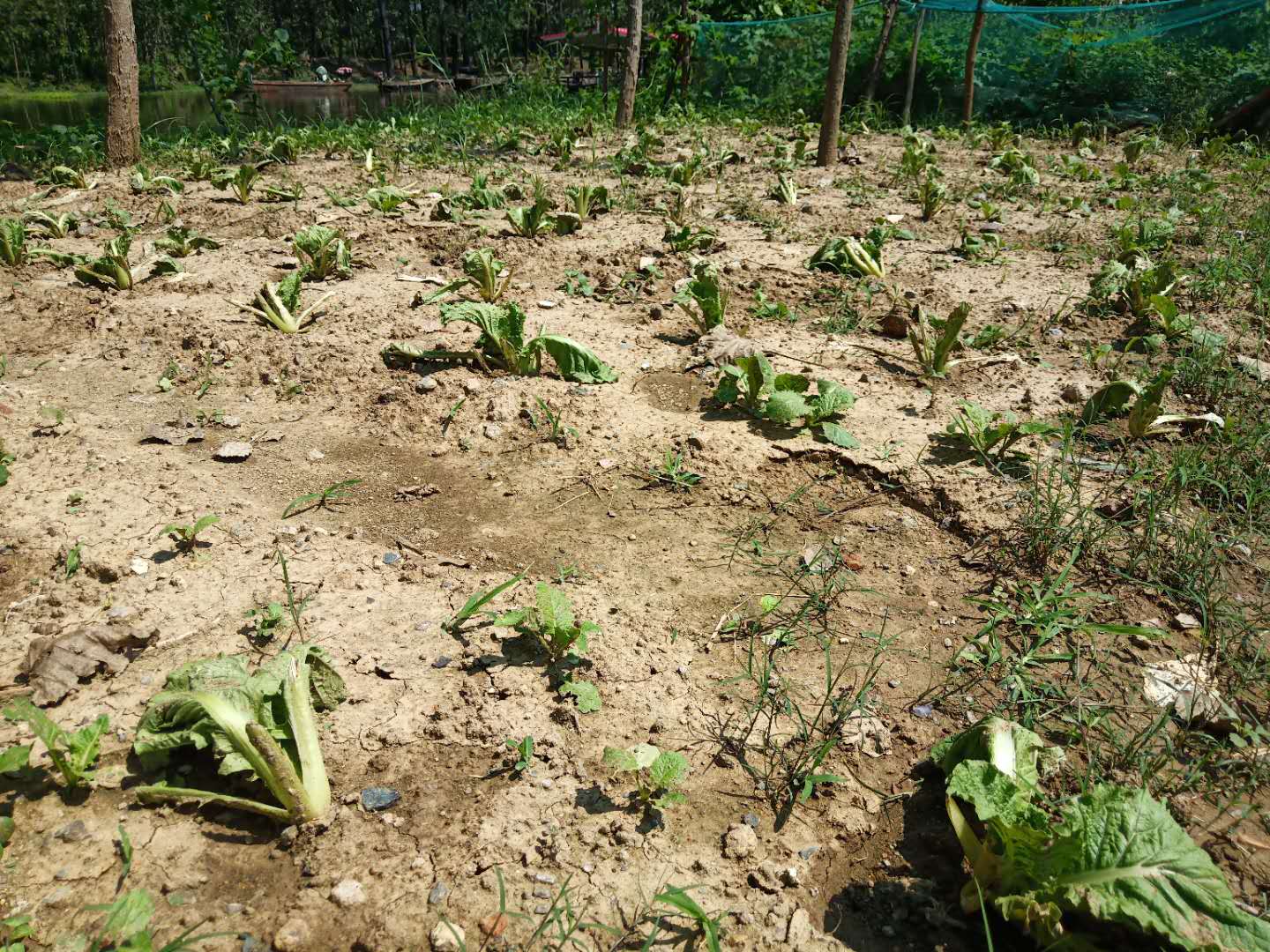 白菜被蜗牛吃怎么处理,防蜗牛吃白菜的方法