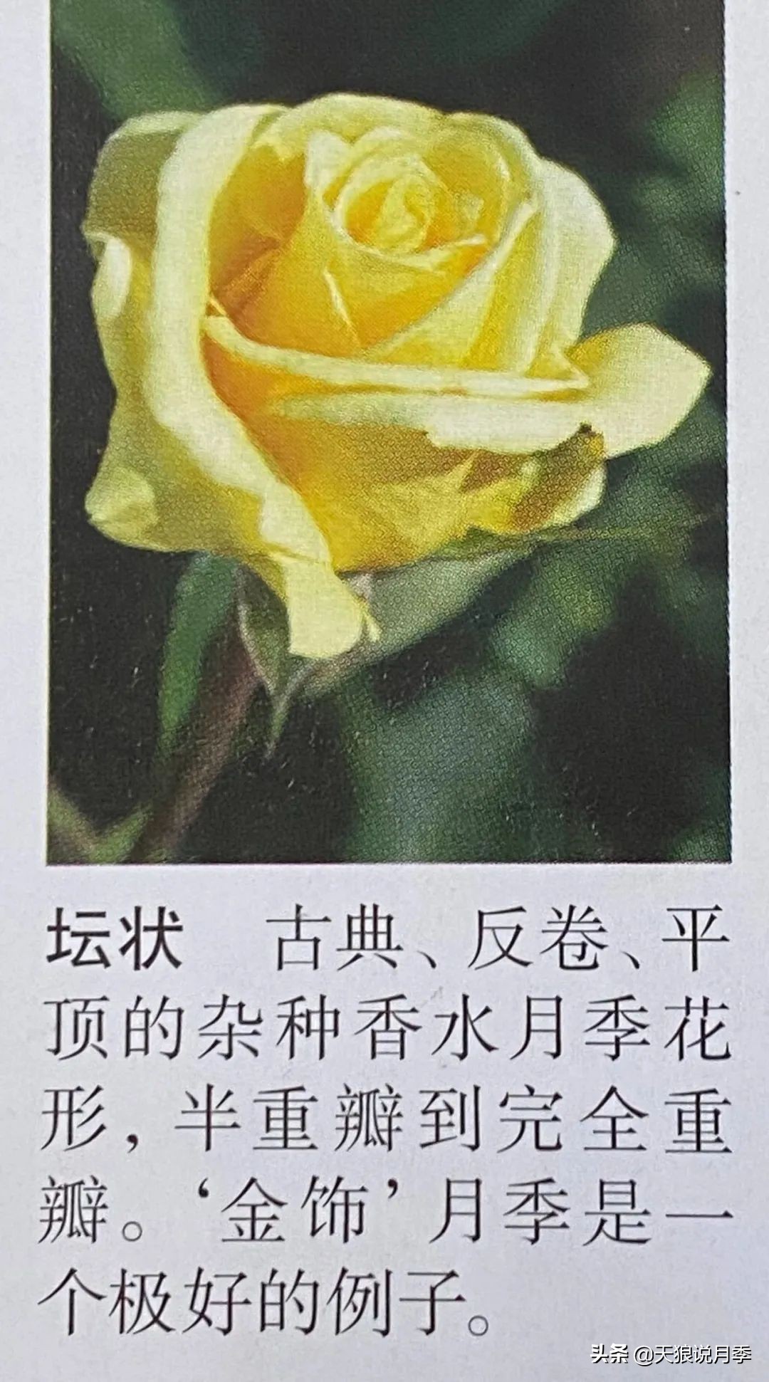 怦然心动的万人迷月季，原来从它而来（终篇）