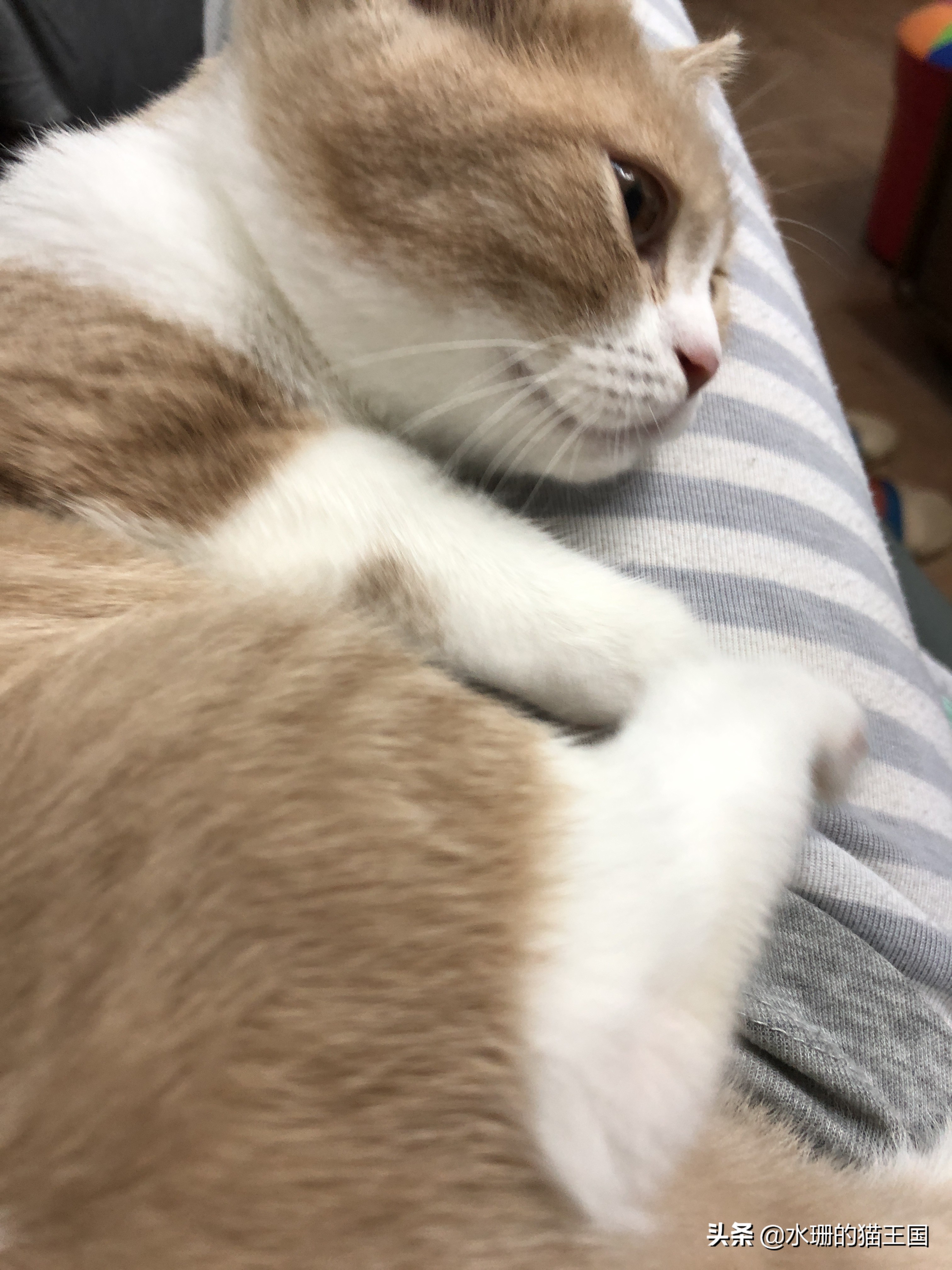 猫后腿有点瘸一碰就疼没有外伤,猫腿瘸了怎么判断骨折