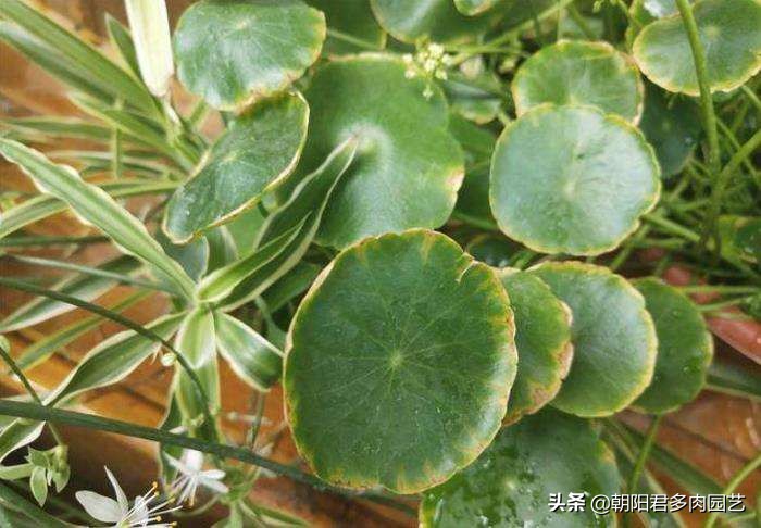 养铜钱草水里边有虫子放点什么,养铜钱草的水里有青苔